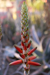 Spire Aloe (Aloe cryptopoda) blossom