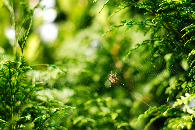 Spiderweb