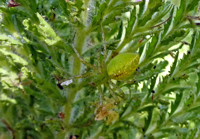 green lynx spider