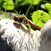 Libelle