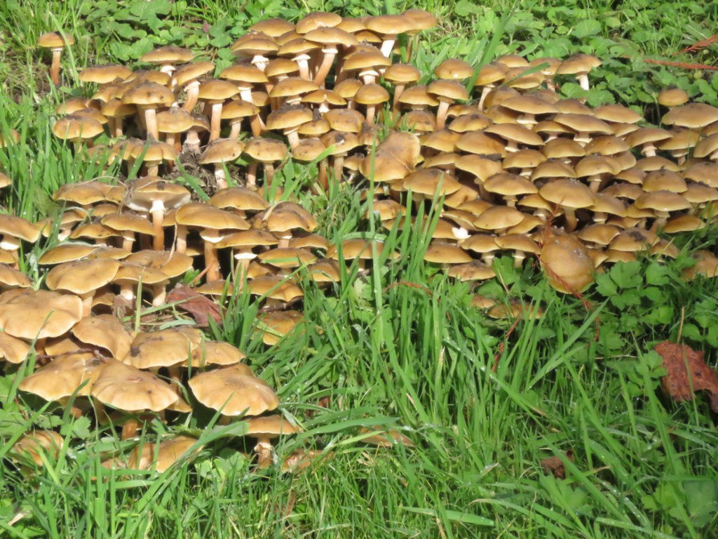 Plan de champignons