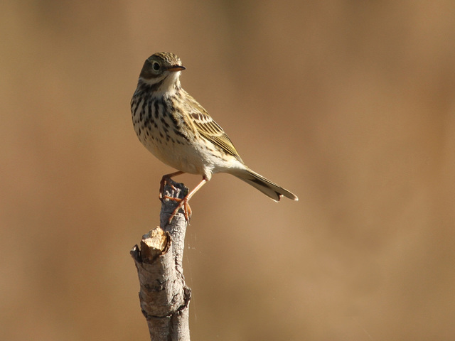 Pipit Farlouse