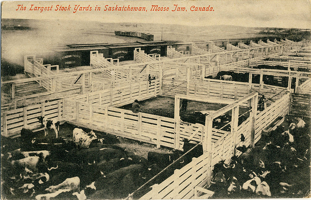 4426. The Largest Stock Yards in Saskatchewan, Moose Jaw, Canada.