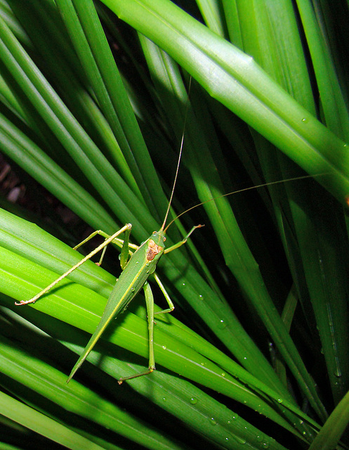 green grasshopper