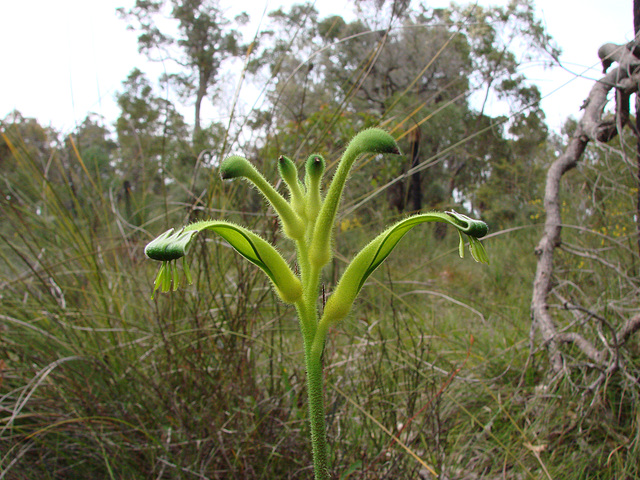 Green kangaroo paw