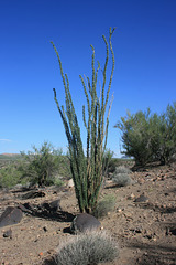 Ocotillo