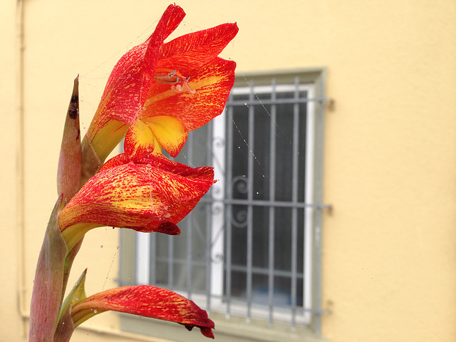 Gladiola