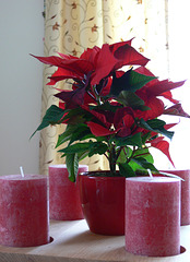 die Adventszeit naht