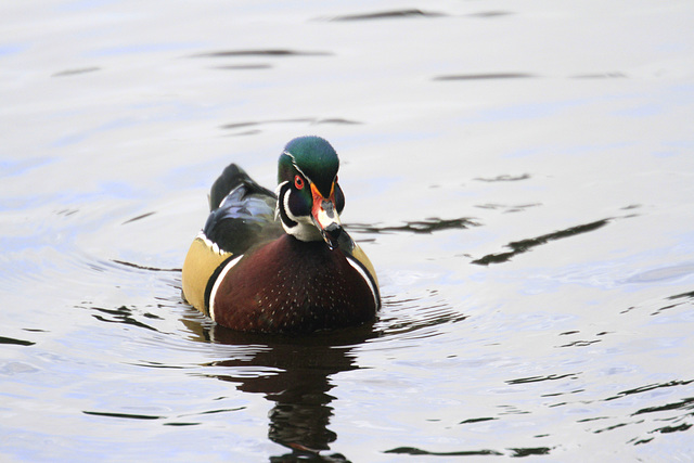 Wood Duck