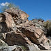 Corn Springs CA petroglyphs (0579)