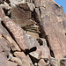 Corn Springs CA petroglyphs (0583)