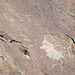 Corn Springs CA petroglyphs (0588)