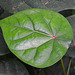 Hortus Botanicus 2014 – Leaf with red dot