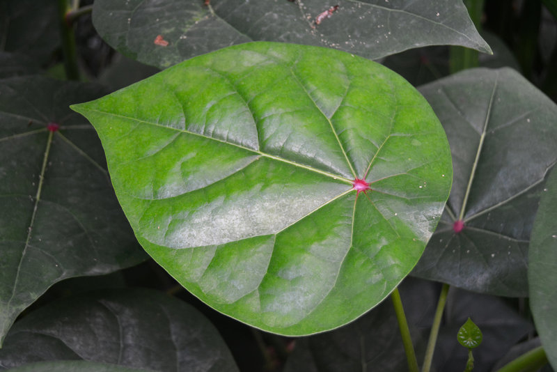 Hortus Botanicus 2014 – Leaf with red dot