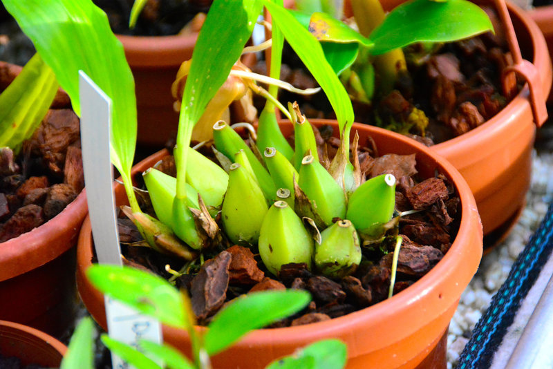 Hortus Botanicus 2014 – Bananas