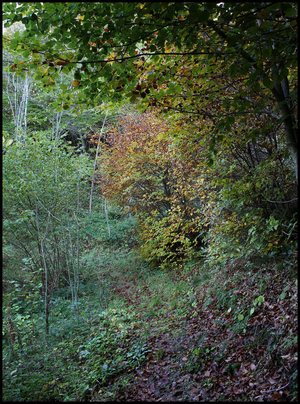 Au coeur de la Hêtraie
