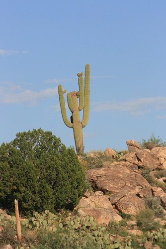 Saguaro