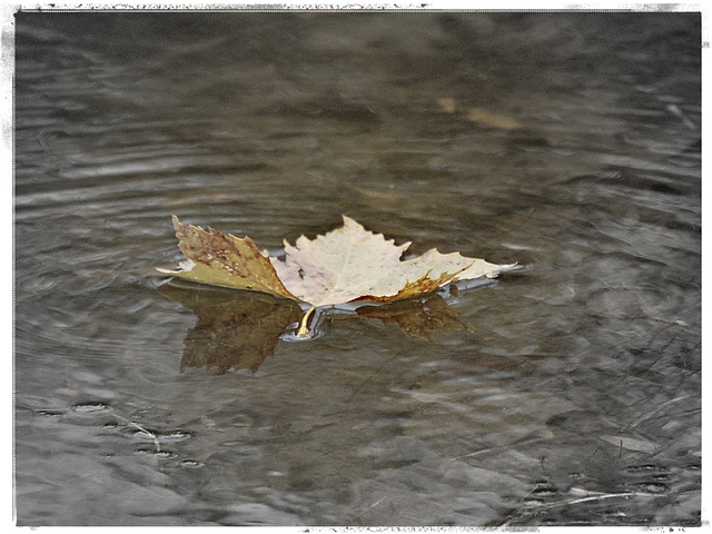 A Leaf
