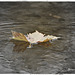 A Leaf