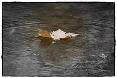 Fallen leaf