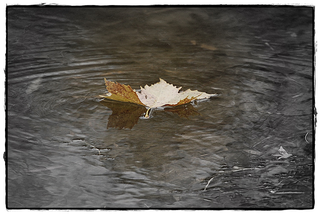 Fallen leaf