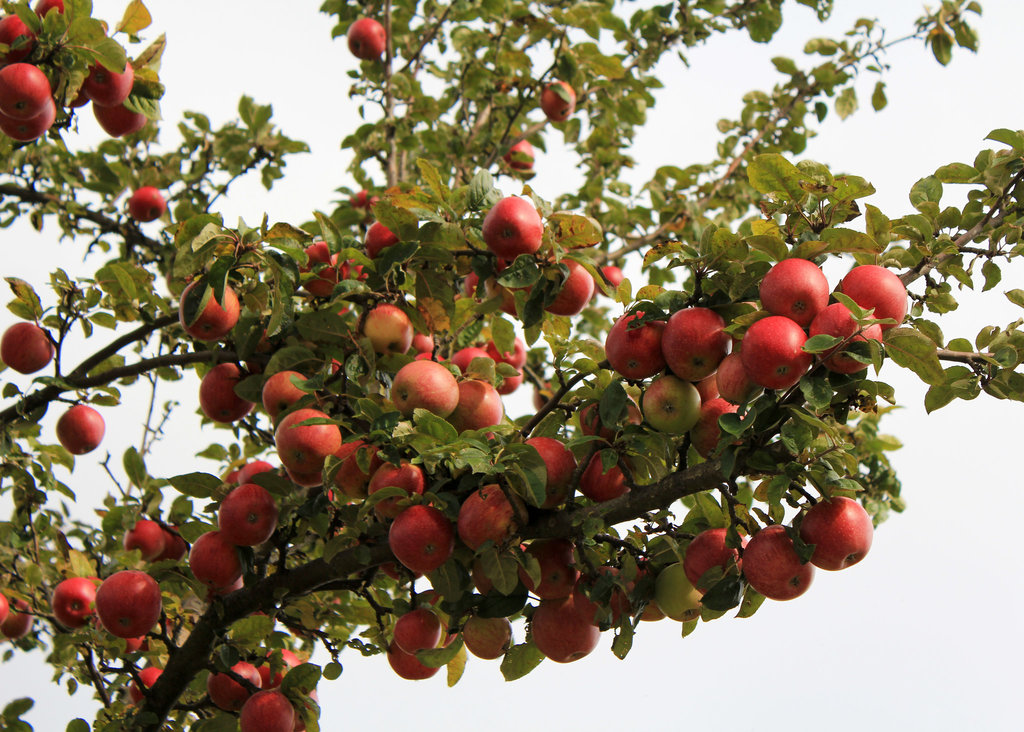 Apfelbaum