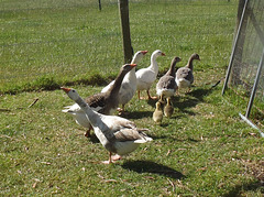 goose family