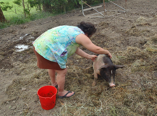 pig tickling