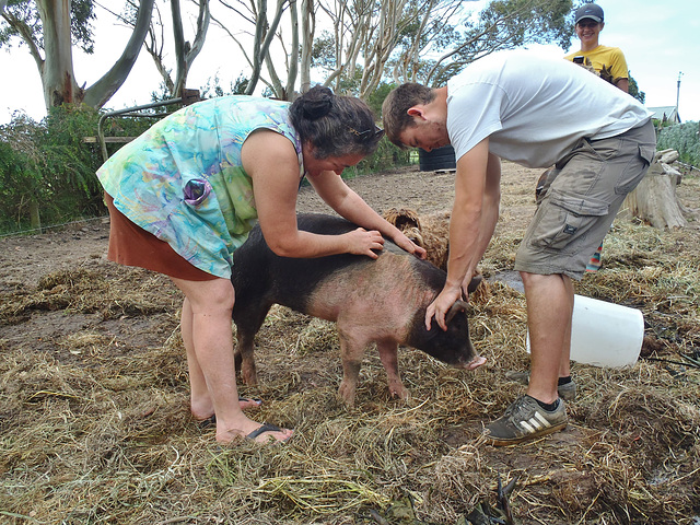 pig tickling