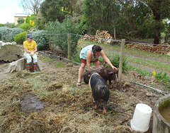 pig tickling