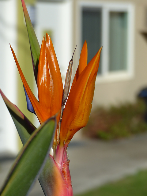 In A California Garden (1) - 5 November 2014