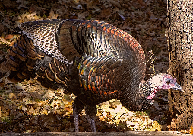 The Turkey 'clean up crew'!