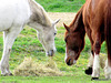 Sharing the Hay.