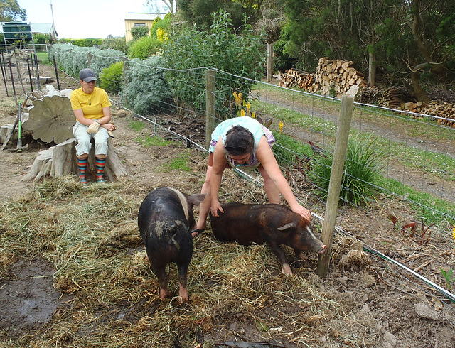 pig tickling