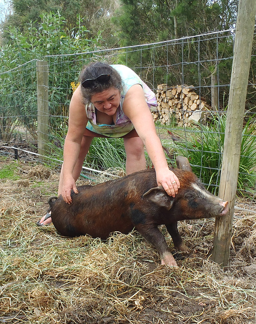 pig tickling