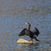 Double-crested Cormorant