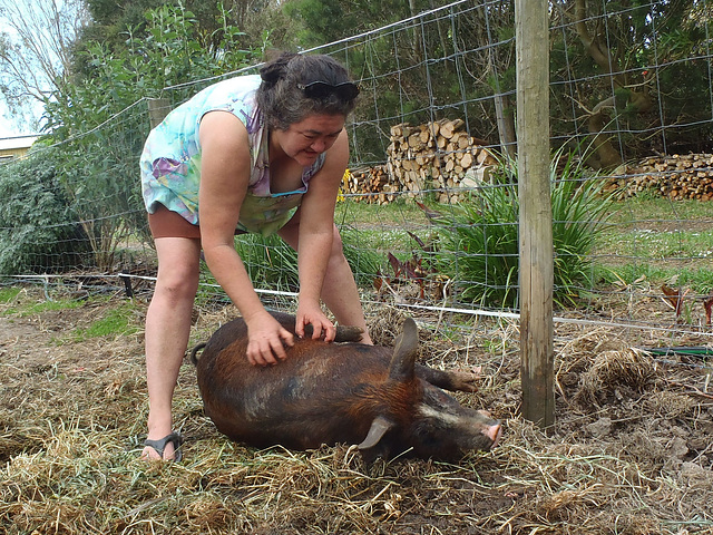 pig tickling