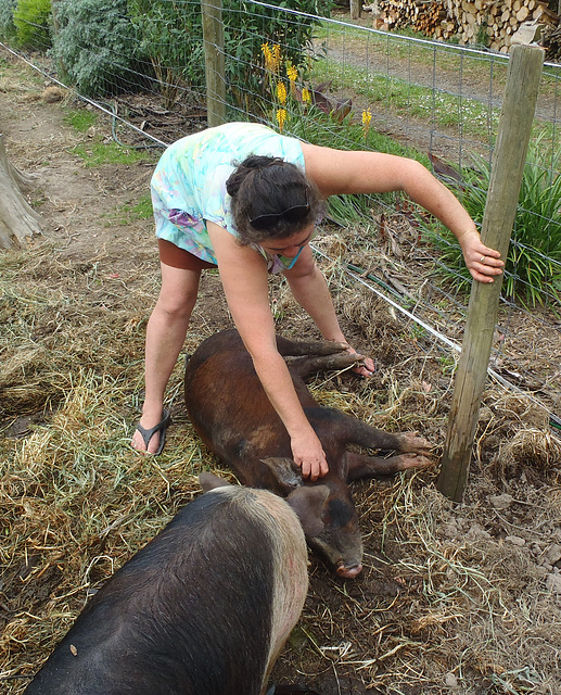 pig tickling