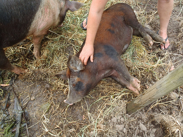 pig tickling