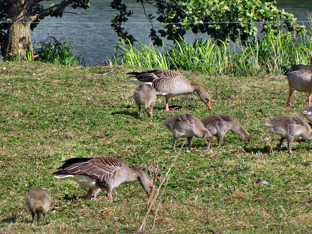 Graugänse (Anser anser) auf einer Wiese am Plöner See bei der Futtersuche