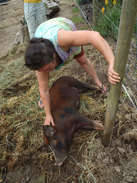 pig tickling