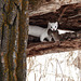 Long-tailed Weasel with Meadow Vole