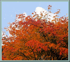 Acer palmatum dissectum - My indian summer