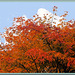 Acer palmatum dissectum - My indian summer