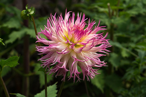 Botanischer Garten Köln DSC07455