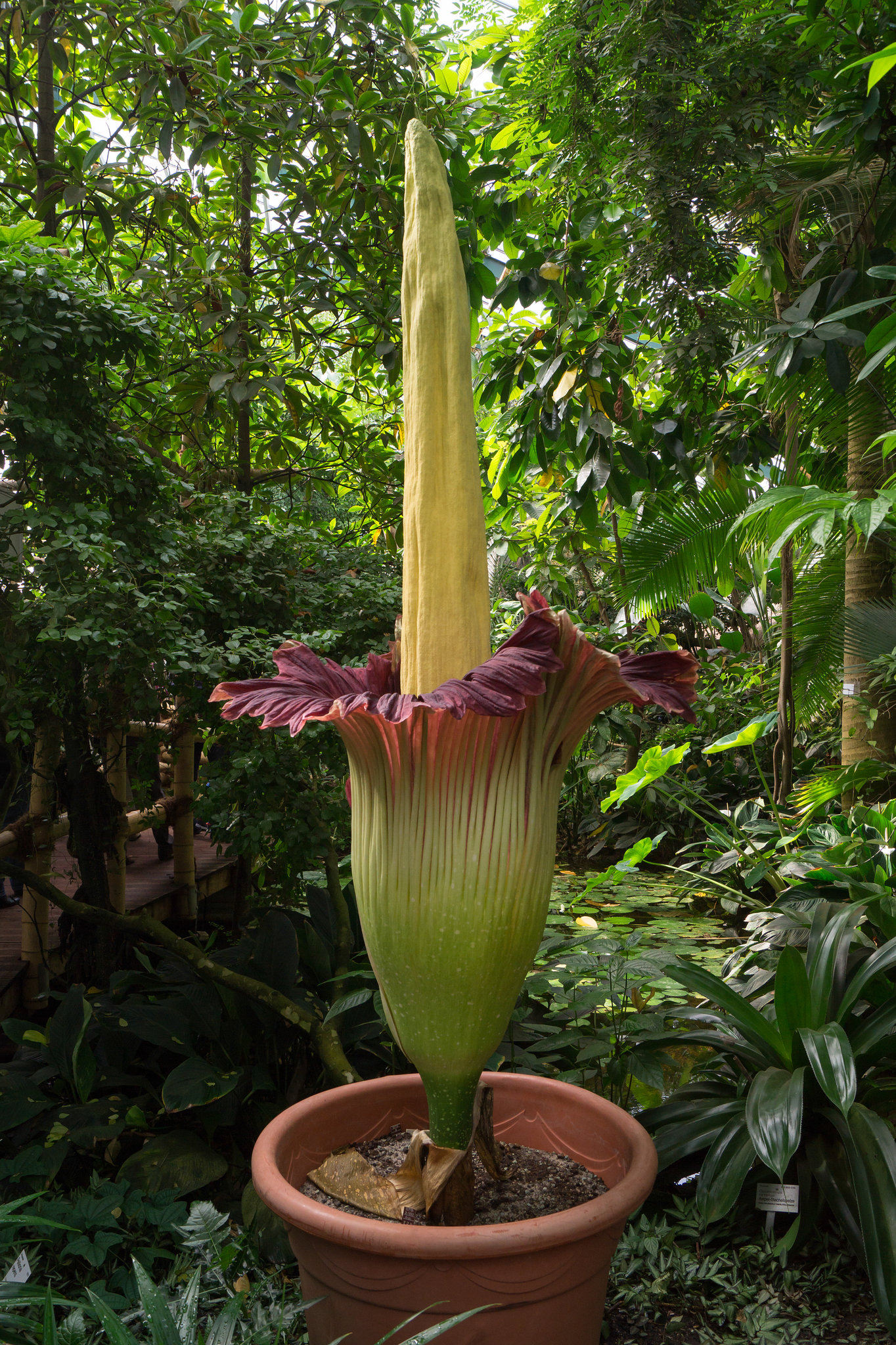 Titanwurz in Blüte / Corpse flower in full bloom