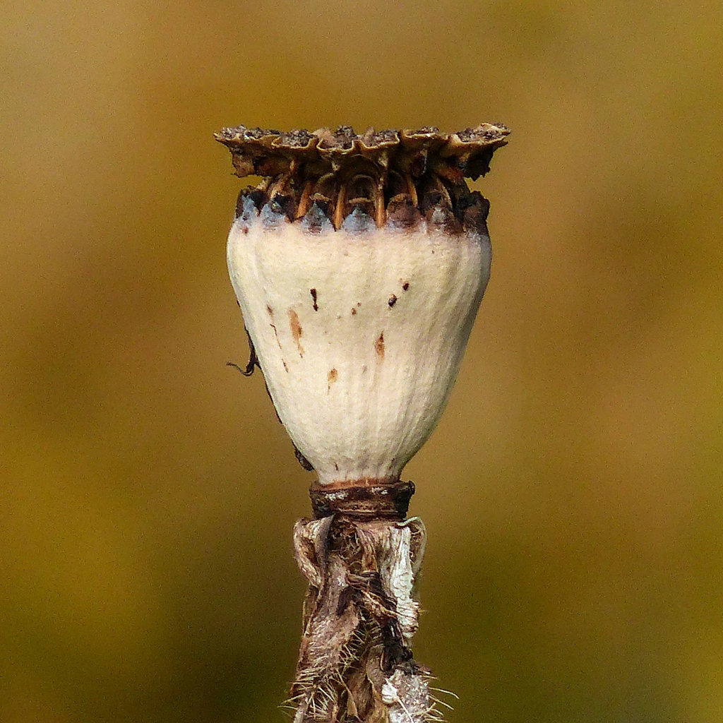 Poppy seedpod