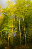 Bäume DSC05149