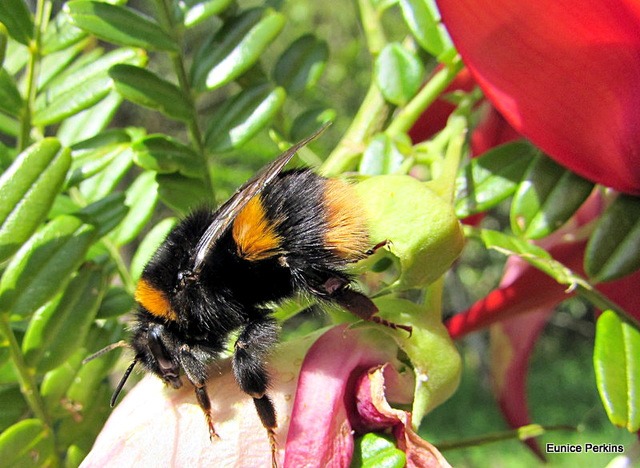 Bee on Kaka Beak Flowers.