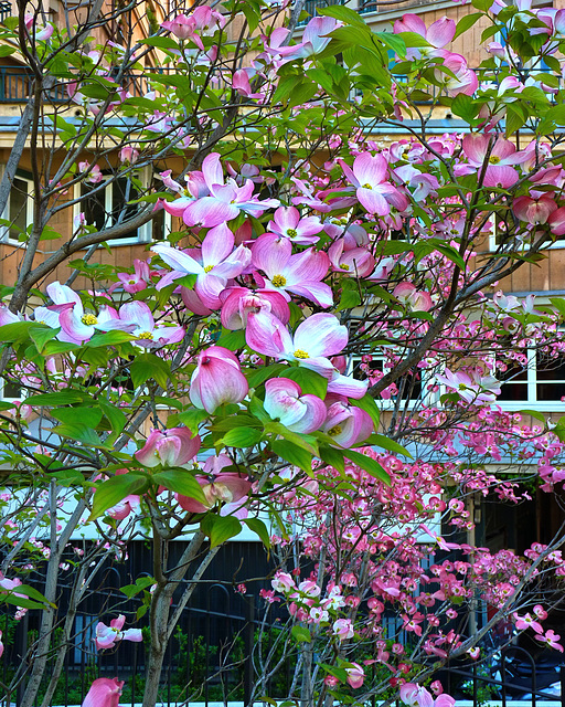 Genova in fiore - spring